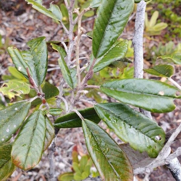 Alphitonia neocaledonica (Alphitonia neocaledonica)