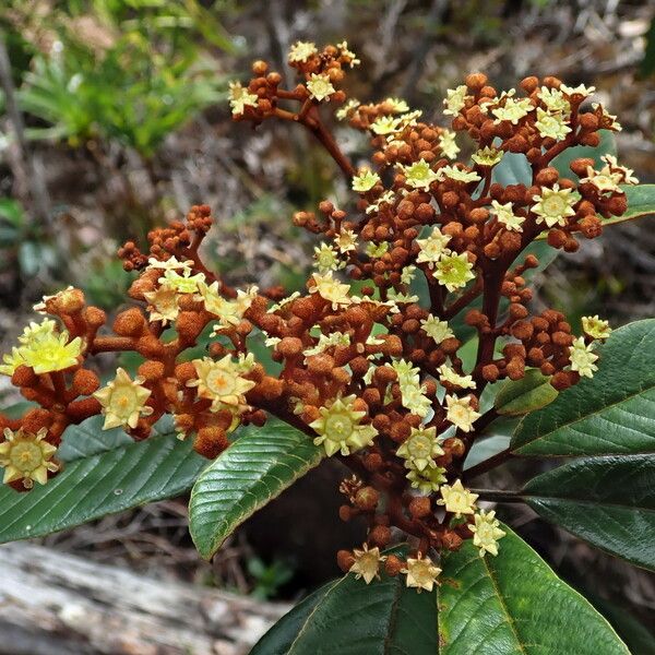 Alphitonia neocaledonica (Alphitonia neocaledonica)
