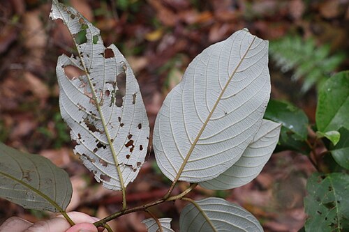 Pink ash: White Ash