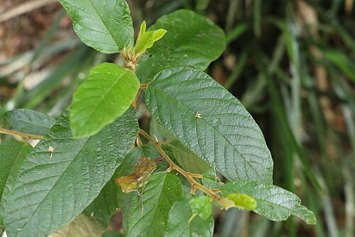 Pink ash: White Ash