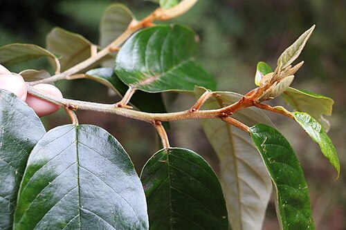 Pink ash: White Ash