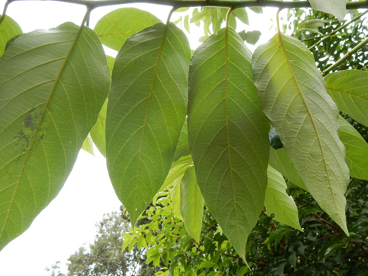 Northern red ash: Alphitonia whitei, Royal Botanic Gardens Sydney