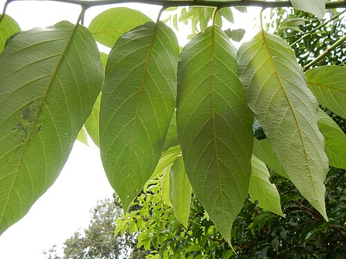 Northern red ash: Alphitonia whitei, Royal Botanic Gardens Sydney