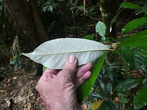 Northern red ash: Alphitonia whitei in rainforest near Cairns, Queensland, June 2024