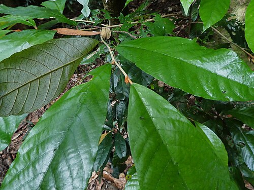 Northern red ash: Alphitonia whitei in rainforest near Cairns , Queensland, June2024