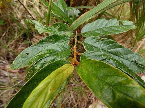 Northern red ash: Alphitonia whitei on Mount Baldy near Atherton, Queensland