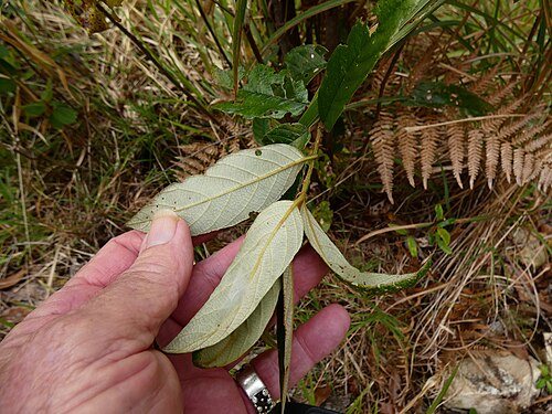 Northern red ash: Alphitonia whitei on Mount Baldy near Atherton, Queensland