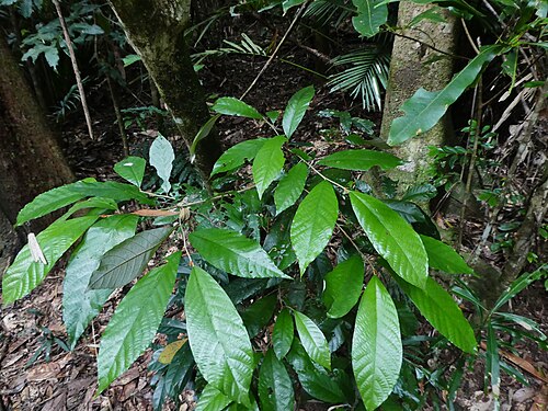 Northern red ash: Alphitonia whitei in rainforest near Cairns, Queensland, June 2024