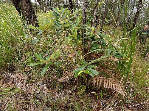 Northern red ash: Alphitonia whitei on Mount Baldy near Atherton, Queensland