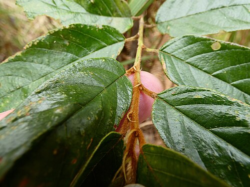 Northern red ash: Alphitonia whitei on Mount Baldy near Atherton, Queensland