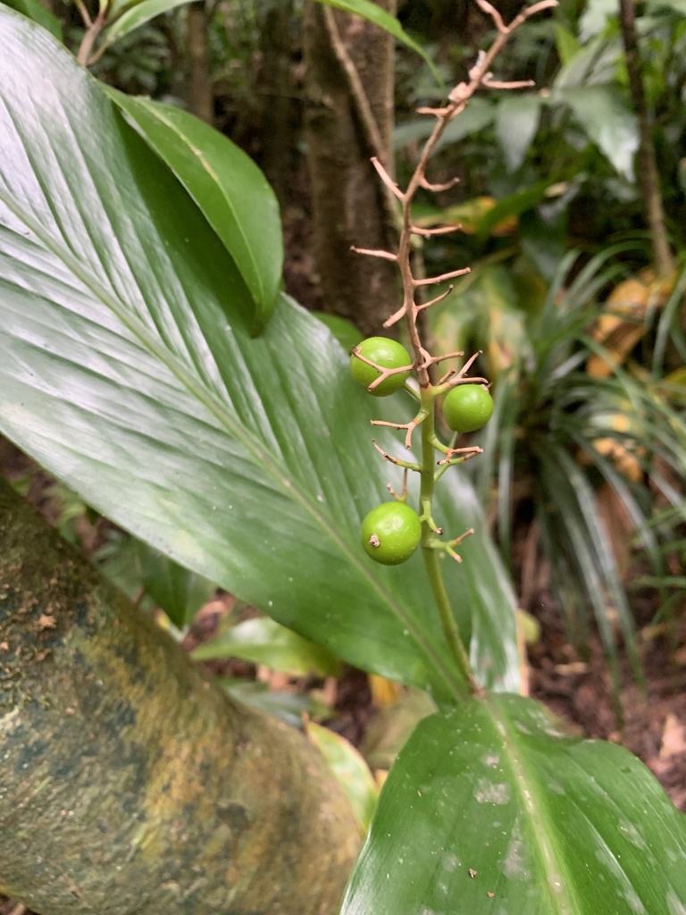 Alpinia boninsimensis (Alpinia boninsimensis)