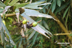 Alpinia congesta (Alpinia congesta)