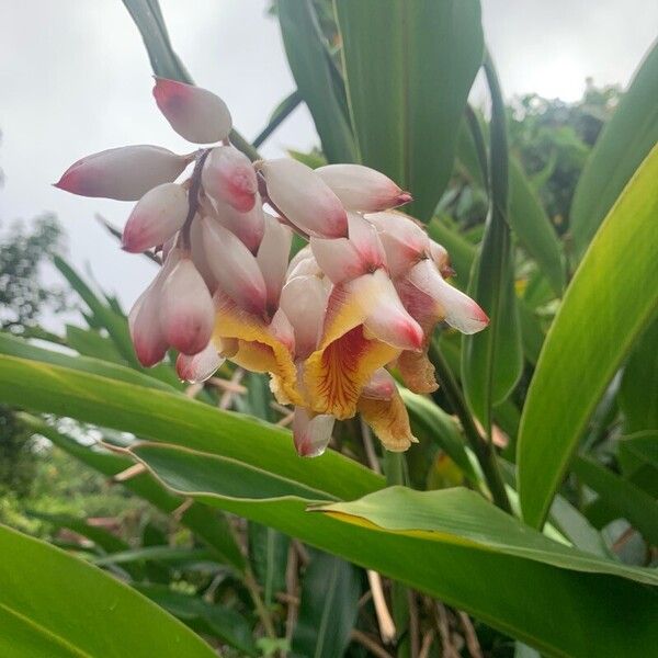 Alpinia cristata (Alpinia cristata)