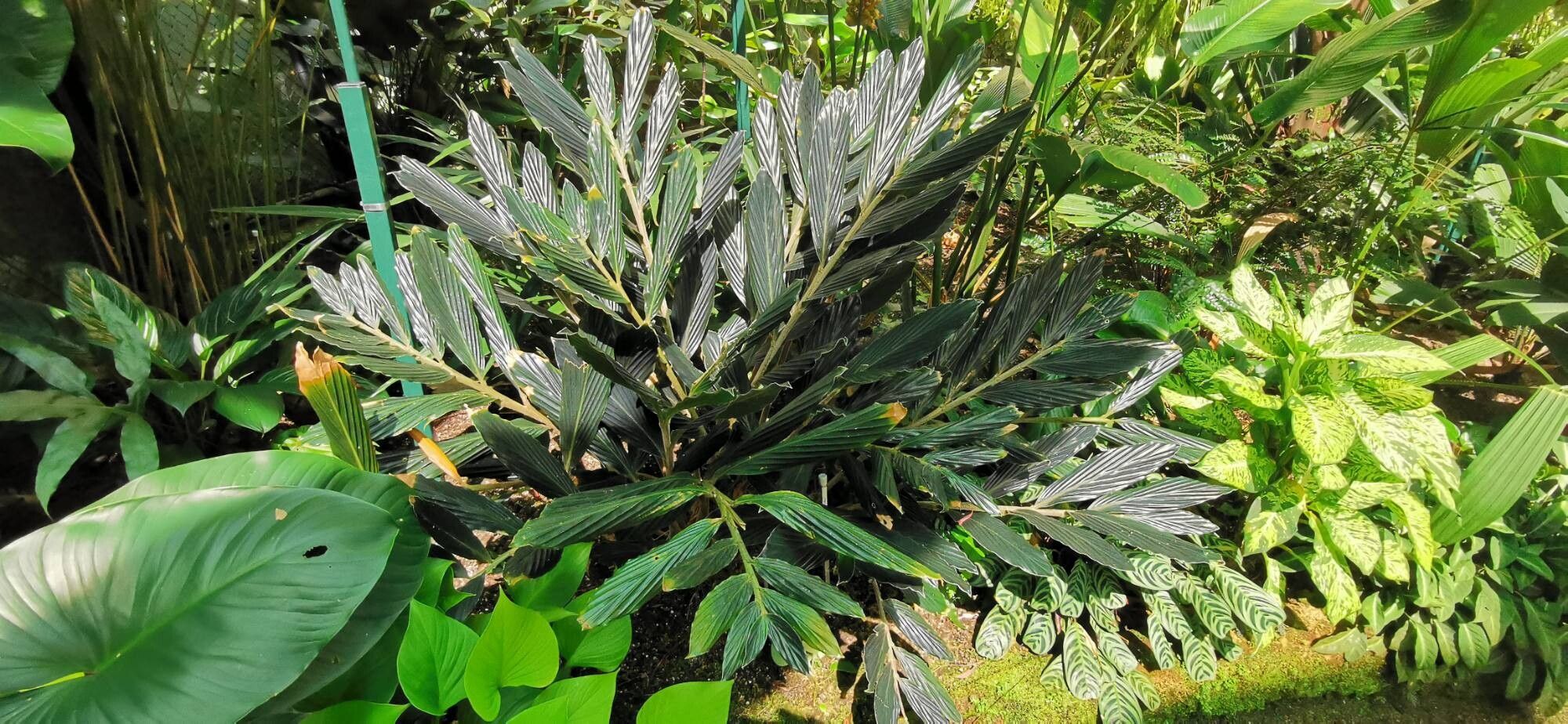 Alpinia cristata (Alpinia cristata)