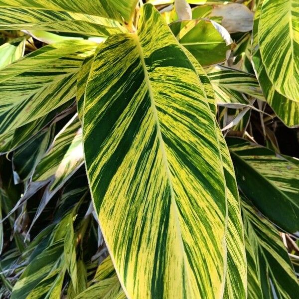 Alpinia cristata (Alpinia cristata)