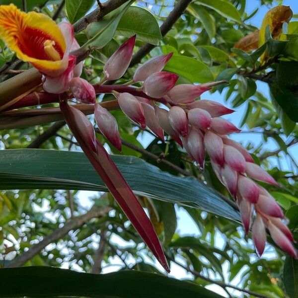 Alpinia cristata (Alpinia cristata)