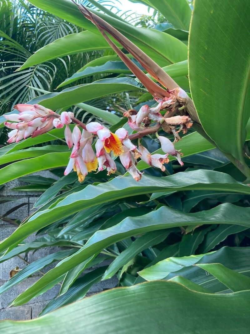 Alpinia cristata (Alpinia cristata)