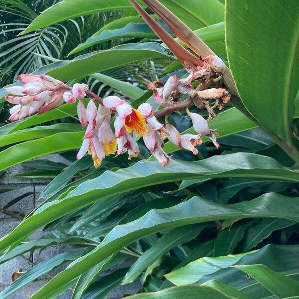 Alpinia cristata (Alpinia cristata)