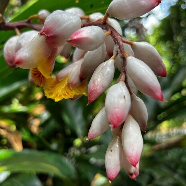 Alpinia cristata (Alpinia cristata)