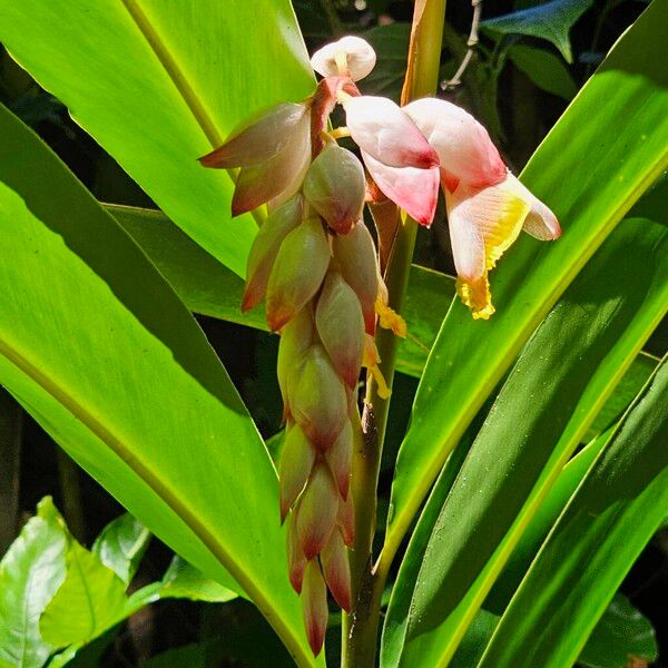 Alpinia cristata (Alpinia cristata)