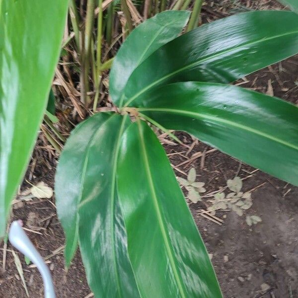 Alpinia cristata (Alpinia cristata)