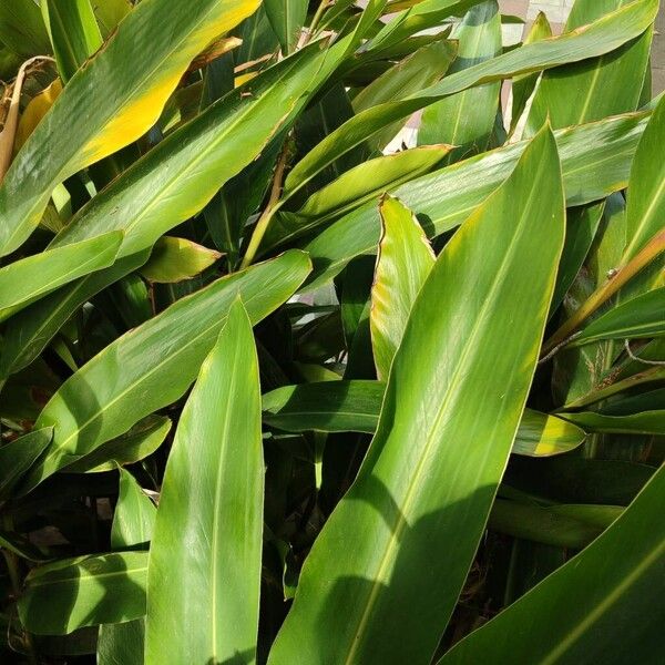 Alpinia cristata (Alpinia cristata)