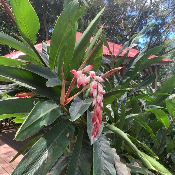 Alpinia cristata (Alpinia cristata)