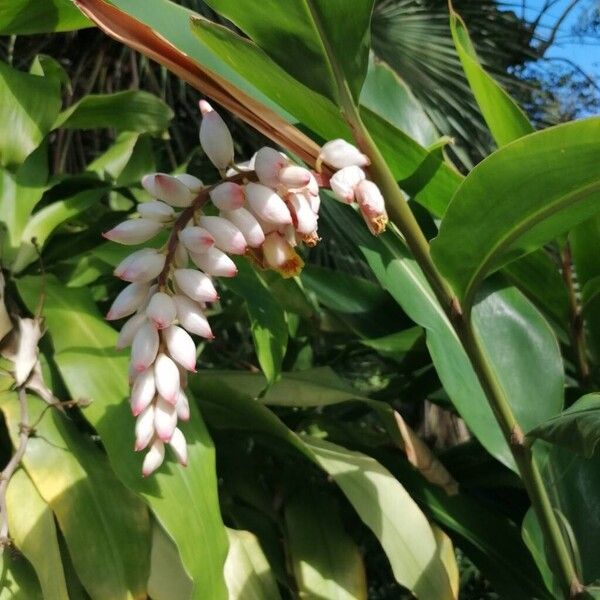 Alpinia cristata (Alpinia cristata)