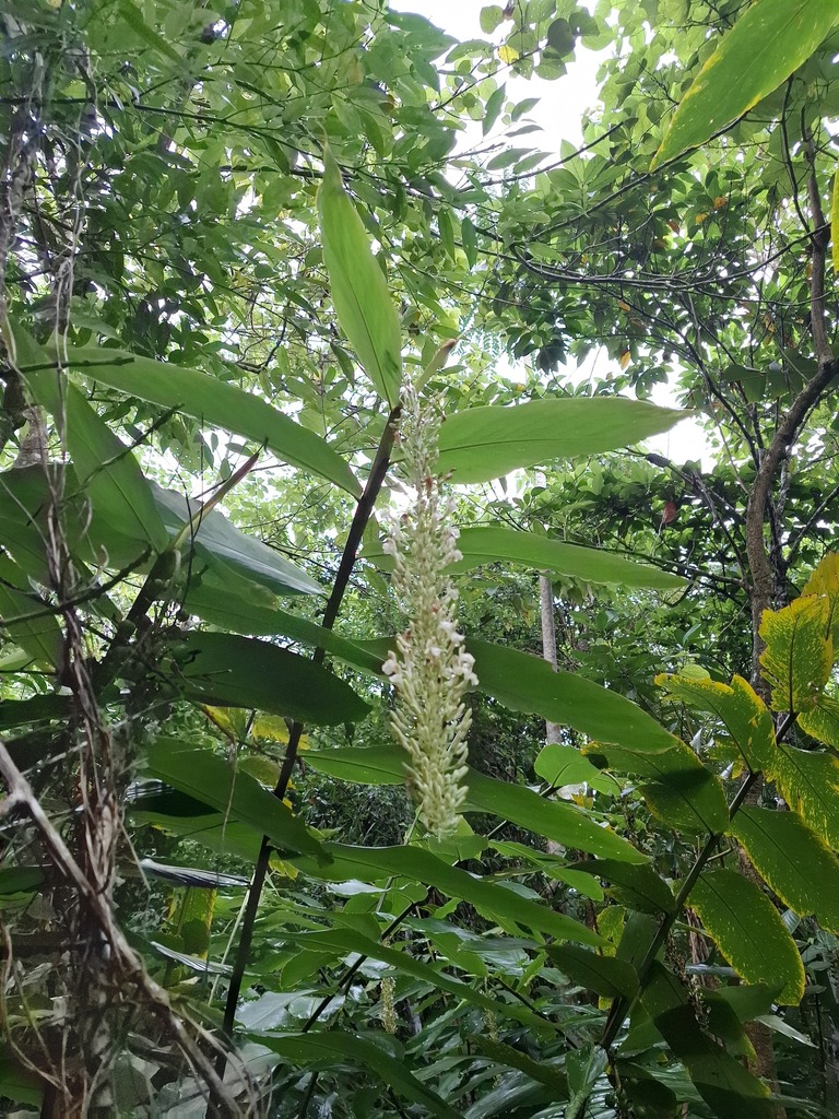 Alpinia cumingii (Alpinia cumingii)