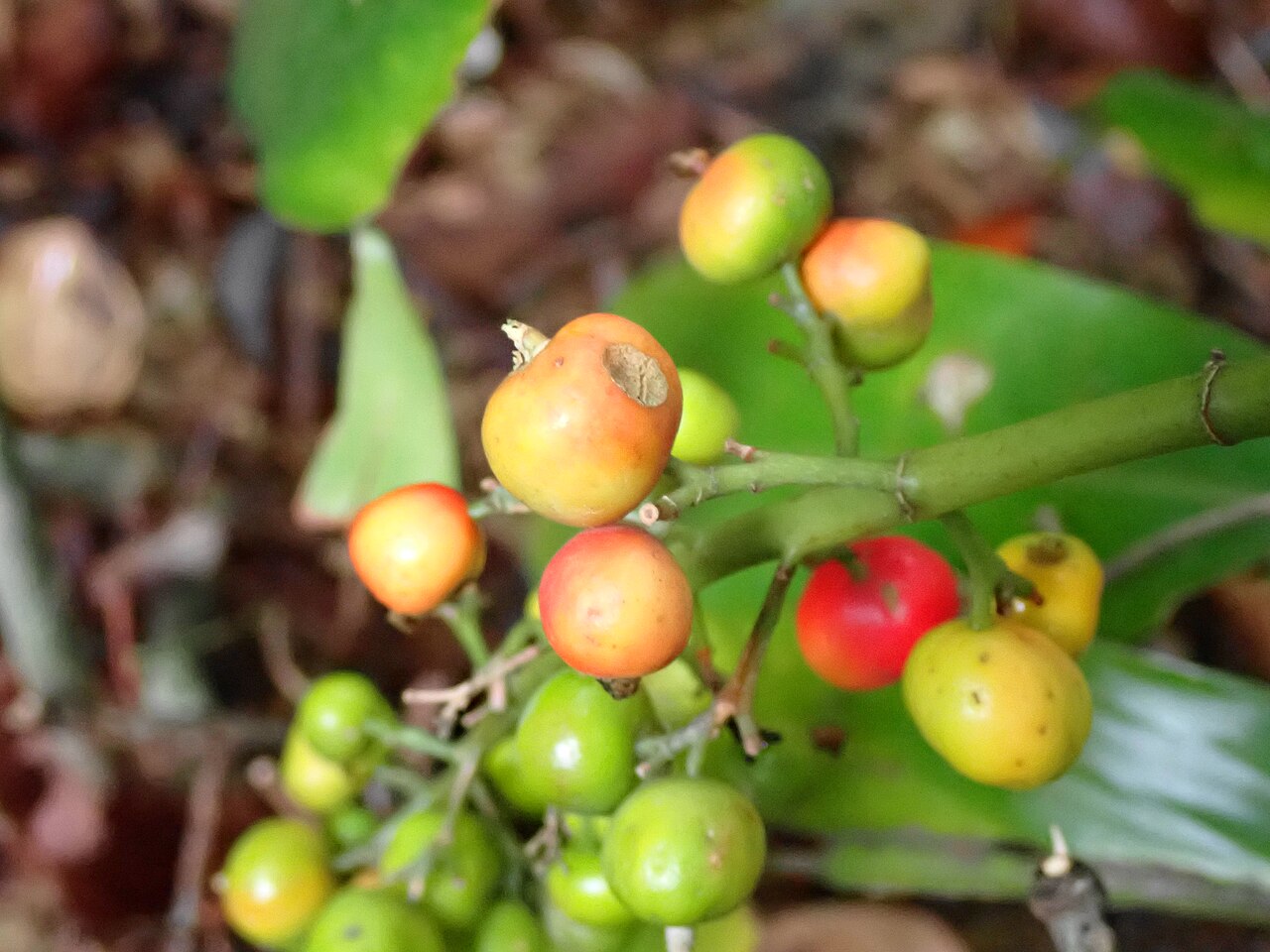 Alpinia flabellata: イリオモテクマタケランの分枝した花序についた果実(2025年2月 沖縄県石垣市)