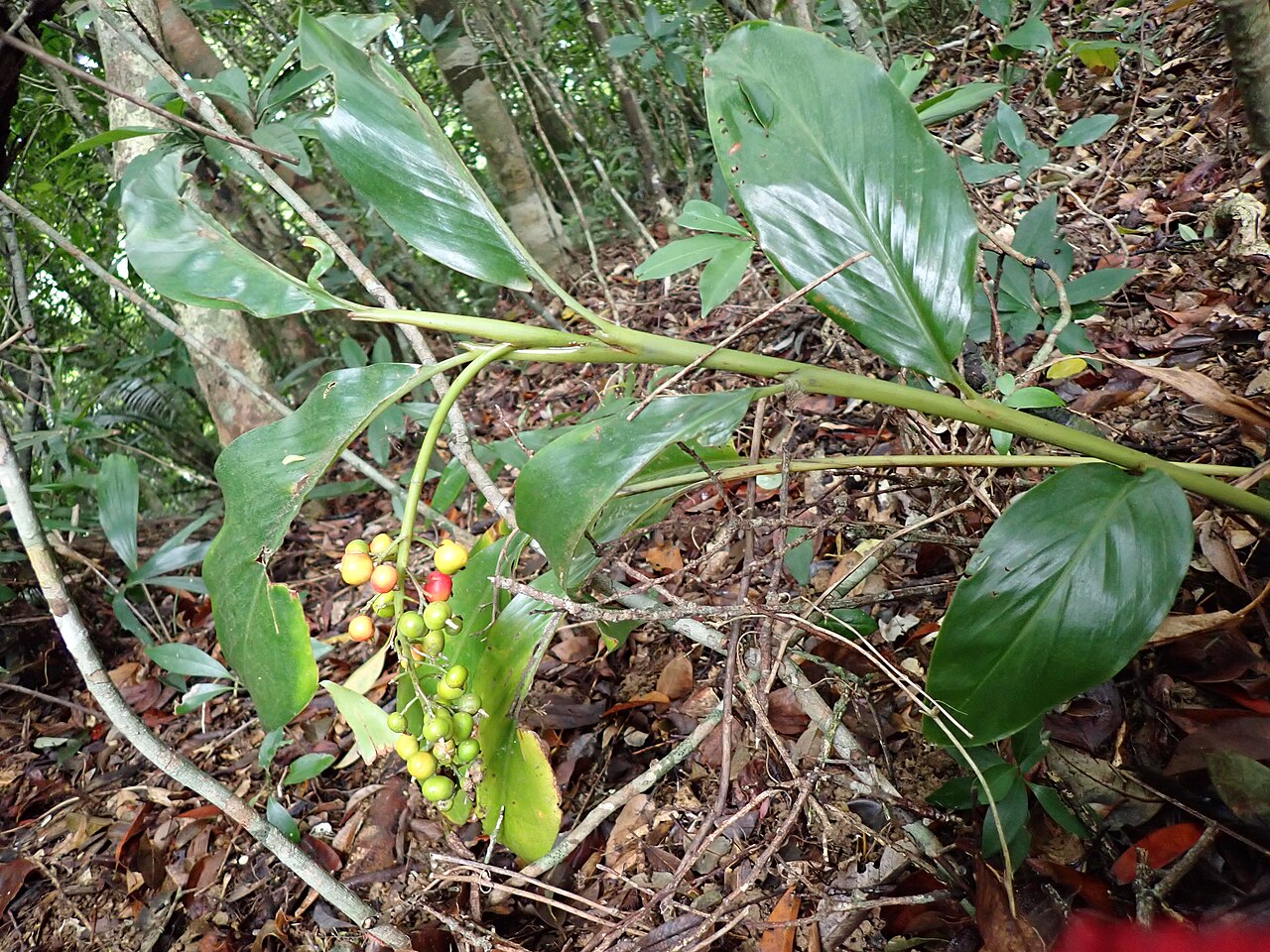 Alpinia flabellata: イリオモテクマタケラン(2025年2月 沖縄県石垣市)