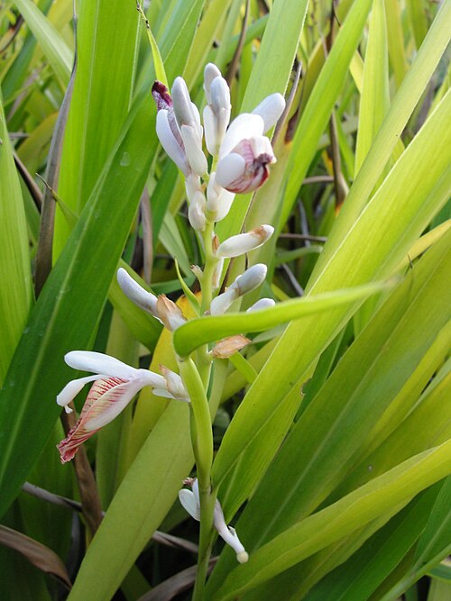 Greater galangal: A flower of Galanga plant. Location: A herbal Garden in Forest Extension Center, Sithar Koyil, Salem, Tamil Nadu, India.
