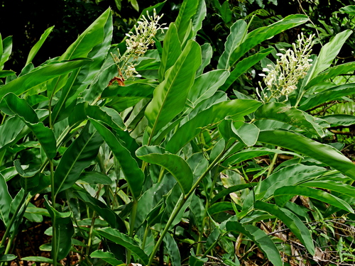 Greater galangal (Alpinia galanga)