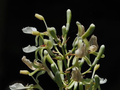 Greater galangal (Alpinia galanga)