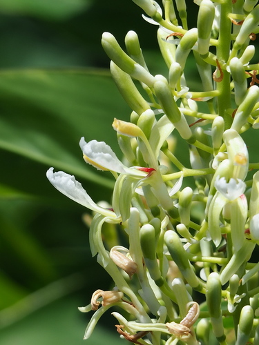 Greater galangal (Alpinia galanga)