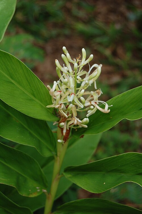 Greater galangal: Alpinia galanga