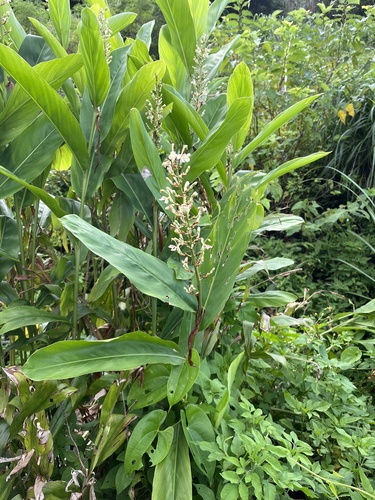 Greater galangal (Alpinia galanga)