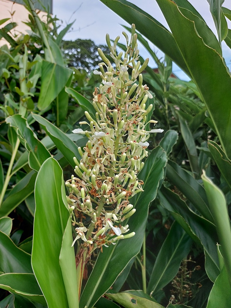 Greater galangal (Alpinia galanga)