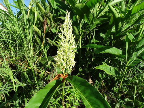 Greater galangal (Alpinia galanga)