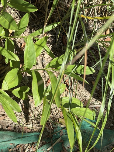 Greater galangal (Alpinia galanga)