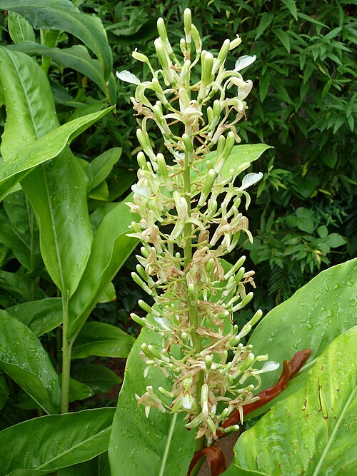 Greater galangal: Inflorescence of a Greater galangal in the Manie van der Schijff Botanical Garden, Pretoria