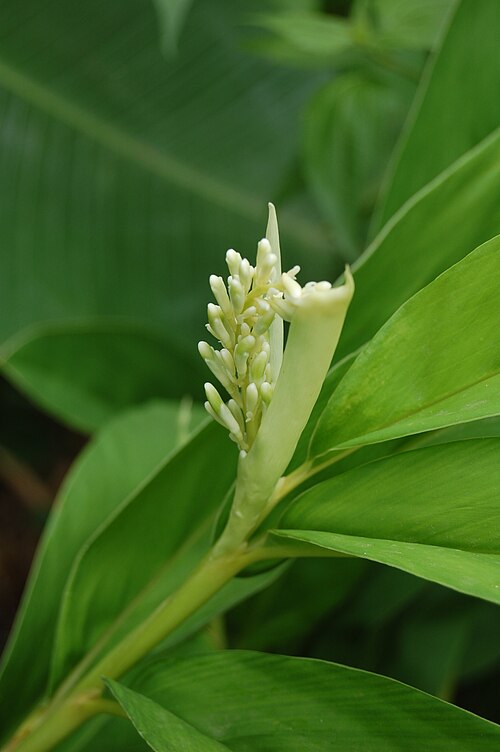 Greater galangal: Alpinia galanga opening