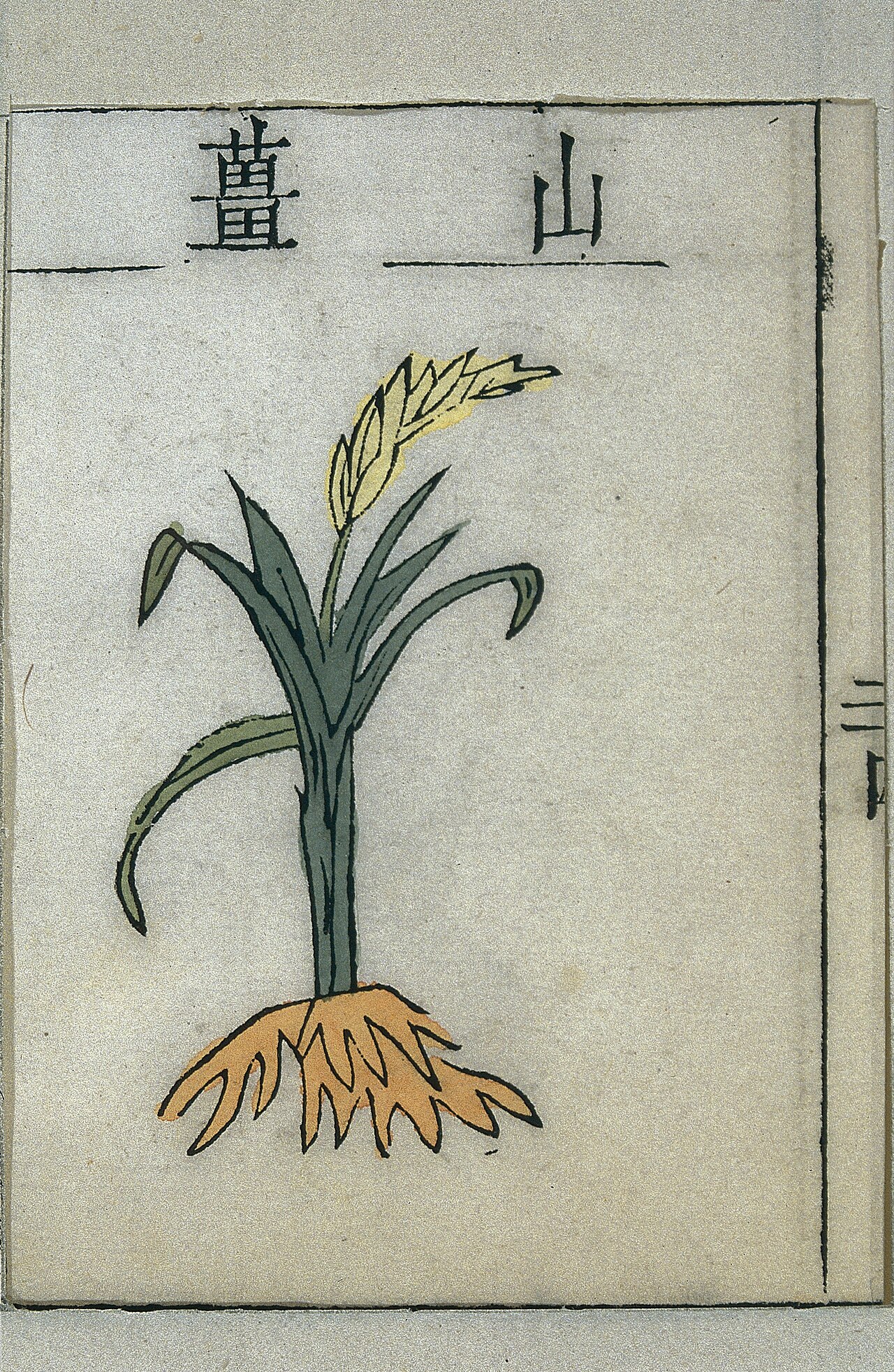 Round China cardamom: Theshanjiangplant (Alpinia japonica), woodblock print coloured by hand. Shunzhi reign period of the Qing dynasty. The roots, flowers and seeds ofshanjiangare al