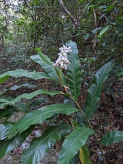 Alpinia hainanensis (Alpinia hainanensis)