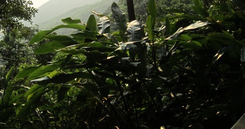Alpinia hainanensis (Alpinia hainanensis)
