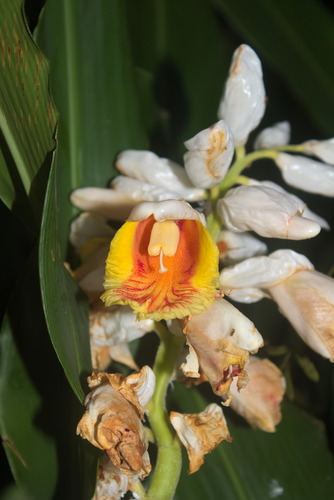 Alpinia hainanensis (Alpinia hainanensis)