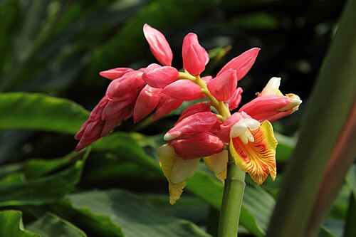 Alpinia hainanensis: Photo place: South China biotanical Garden