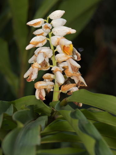 Alpinia hainanensis (Alpinia hainanensis)