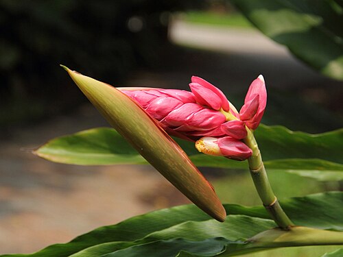 Alpinia hainanensis: Photo place: South China biotanical Garden