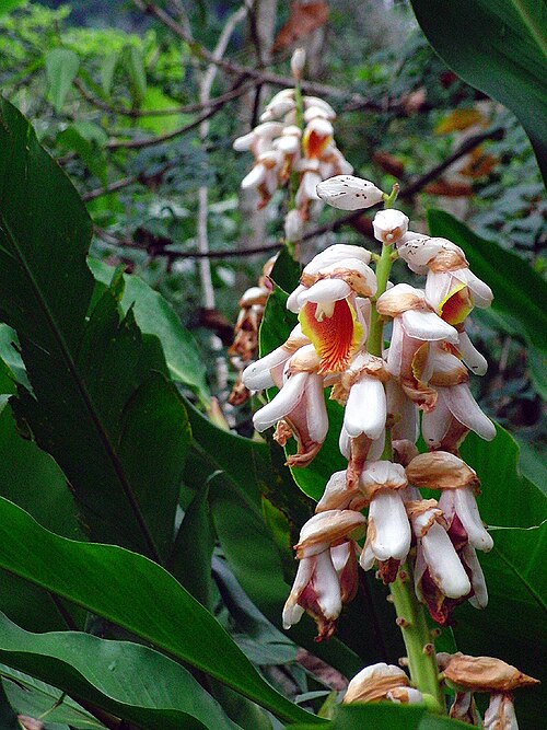 Alpinia hainanensis: Alpinia Hainanensis
